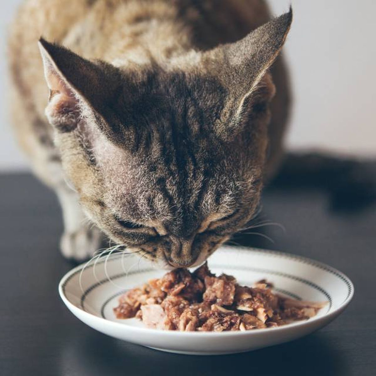 productos para gatos mas vendidos amazon comida humeda
