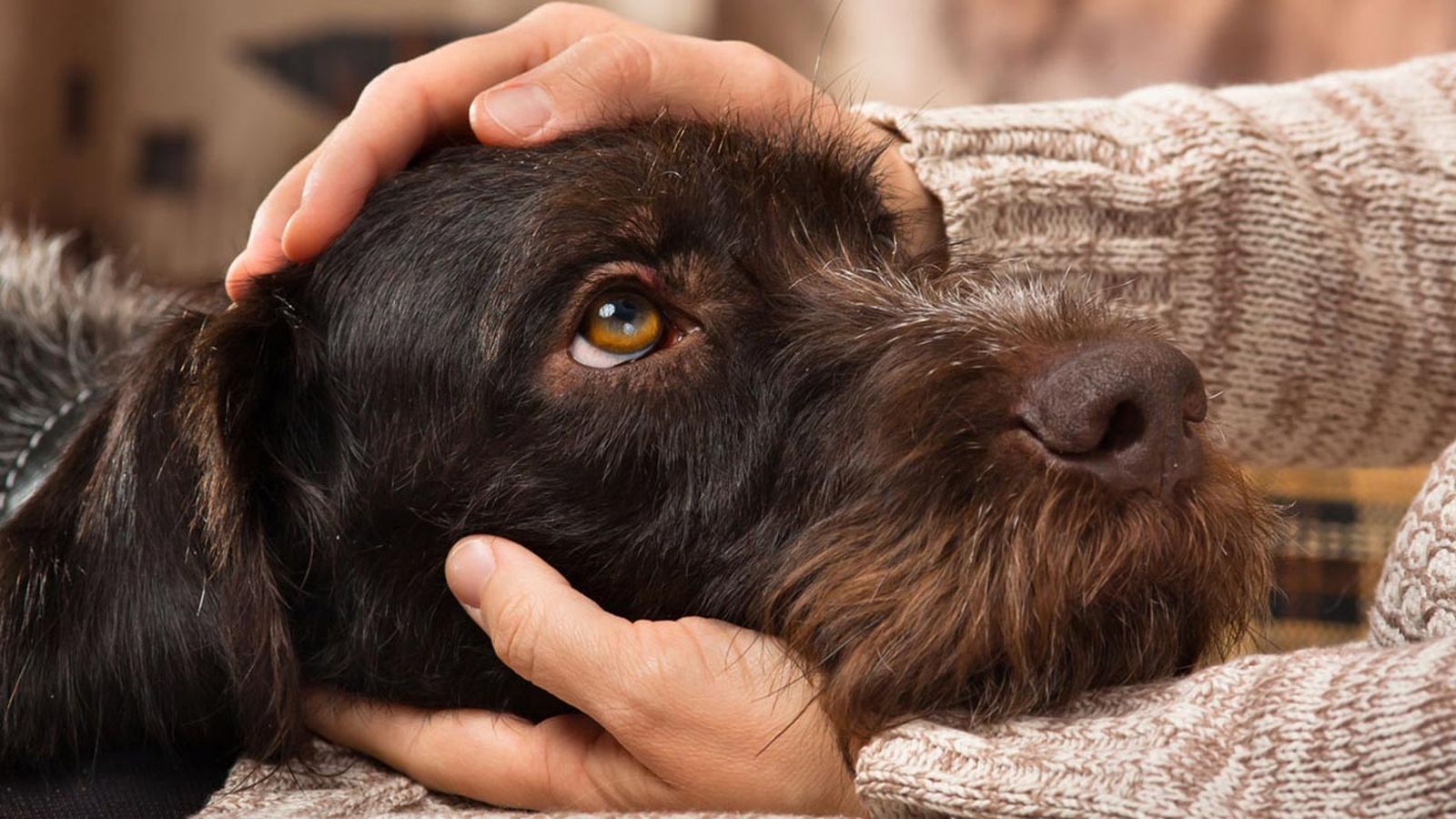 cosas que a tu perro no le gustan cosas que a tu perro no le gustan
