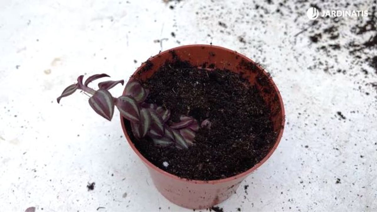 como propagar tradescantias mediante esquejas jardinatis 23 38