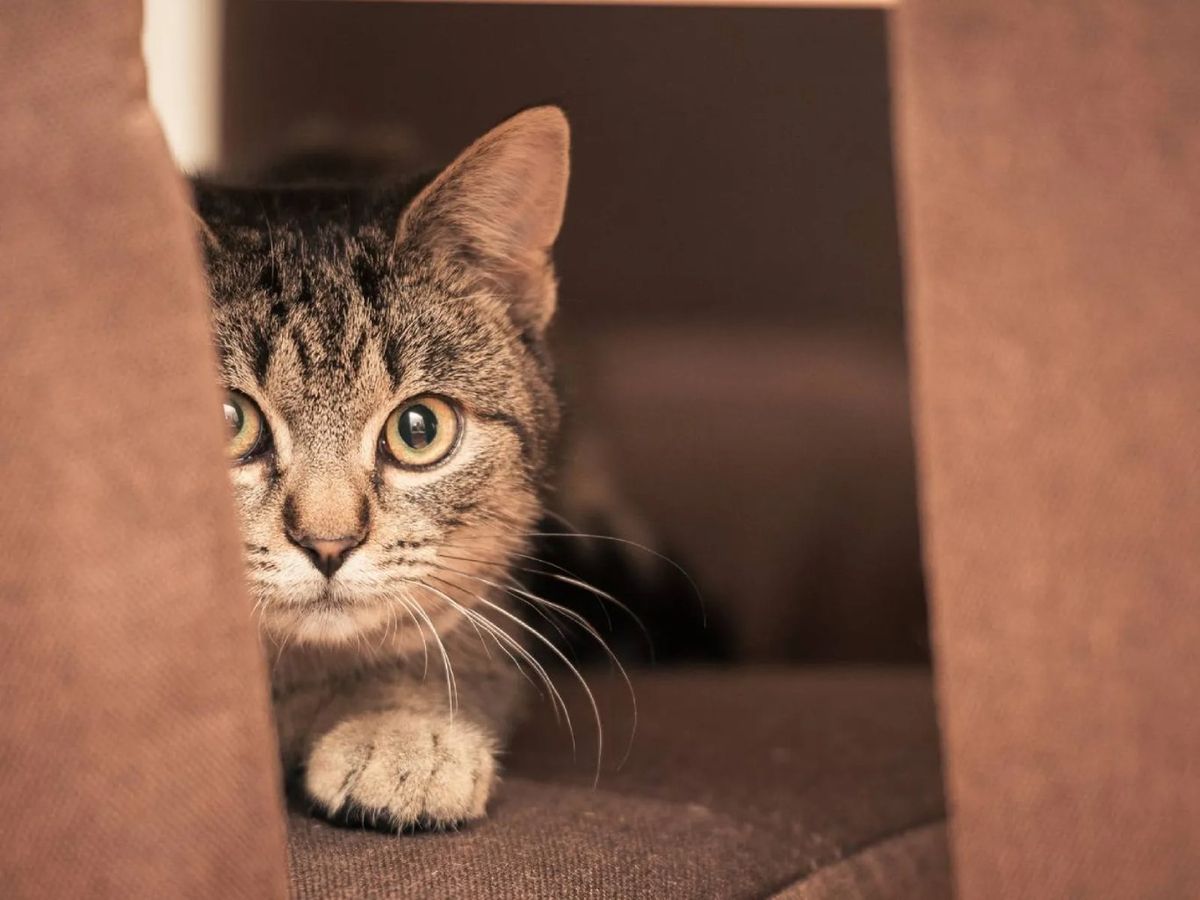 La demostración del miedo puede variar según cada animal.