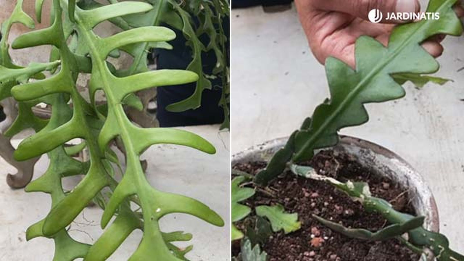 diferencias epiphyllum anguliger y selenicereus anthonyanus jardinatis 18 diferencias epiphyllum anguliger y selenicereus anthonyanus jardinatis 18