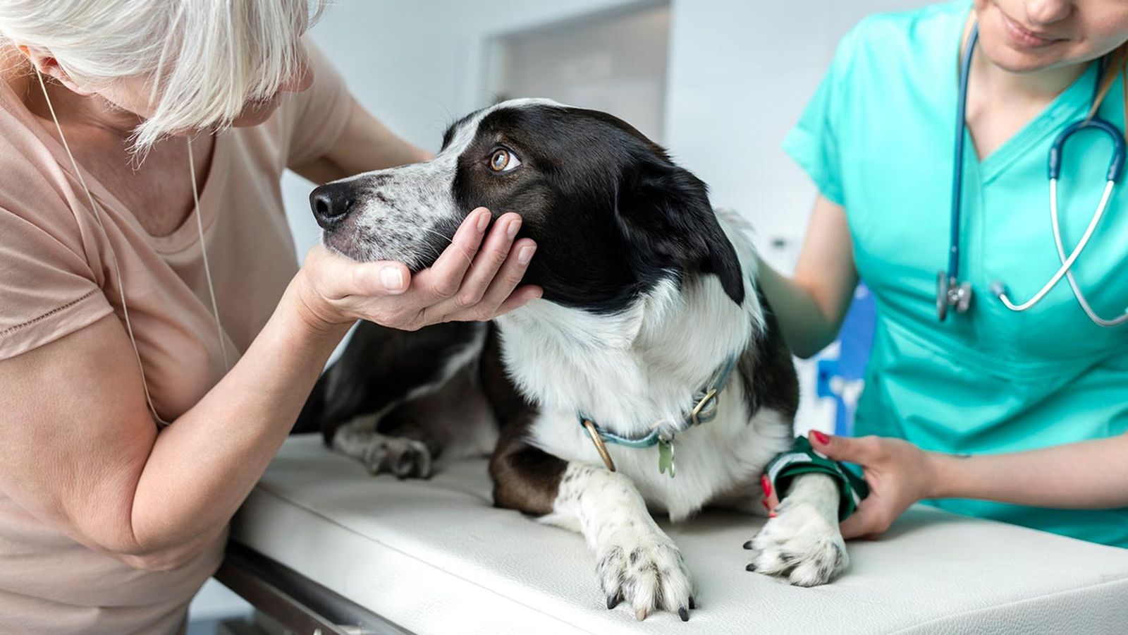como llevar perro veterinario 1 como llevar perro veterinario 1