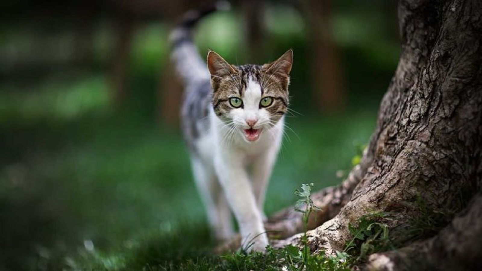 curiosidades sobre los gatos 2 curiosidades sobre los gatos 2