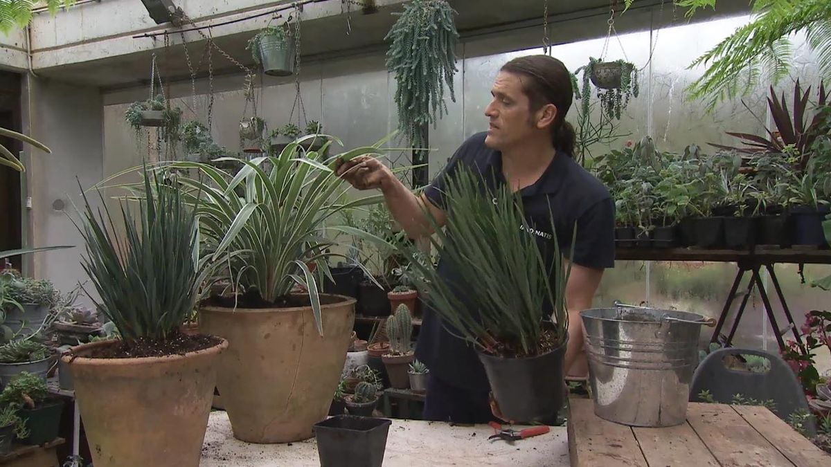 deco 768 jardin como diferenciar una Dianella