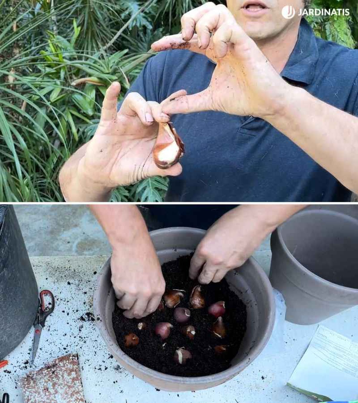 Controla la distancia a la que plantas los bulbos