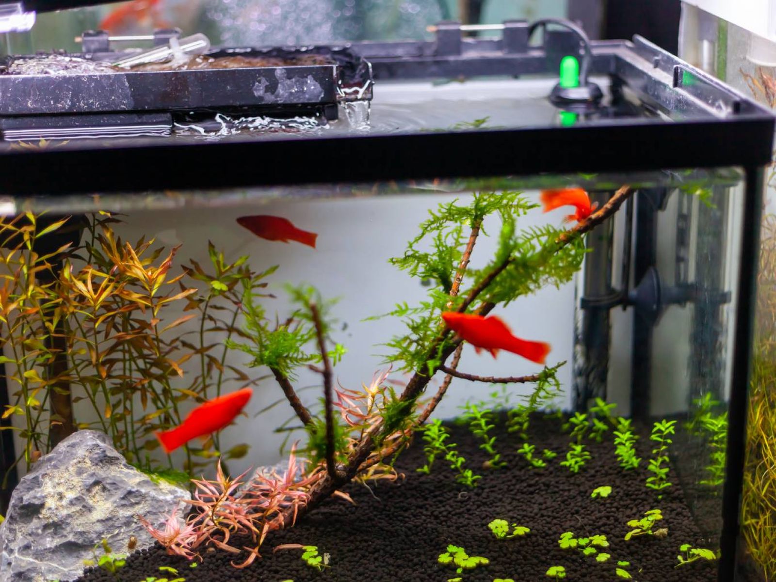 Hay ocasiones en las que nuestro acuario presenta un pH demasiado alto (demasiado alcalino). Hay ocasiones en las que nuestro acuario presenta un pH demasiado alto (demasiado alcalino).