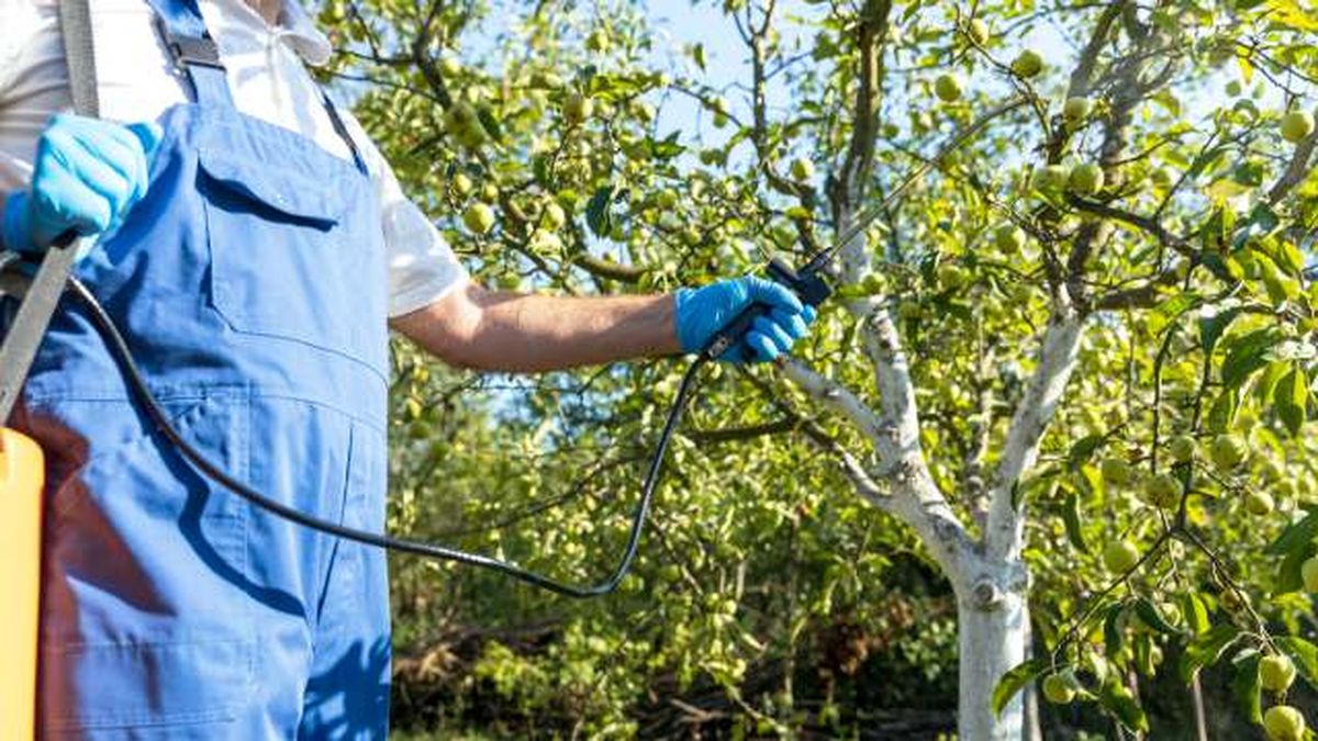 aplicar sulfato de cobre en arboles