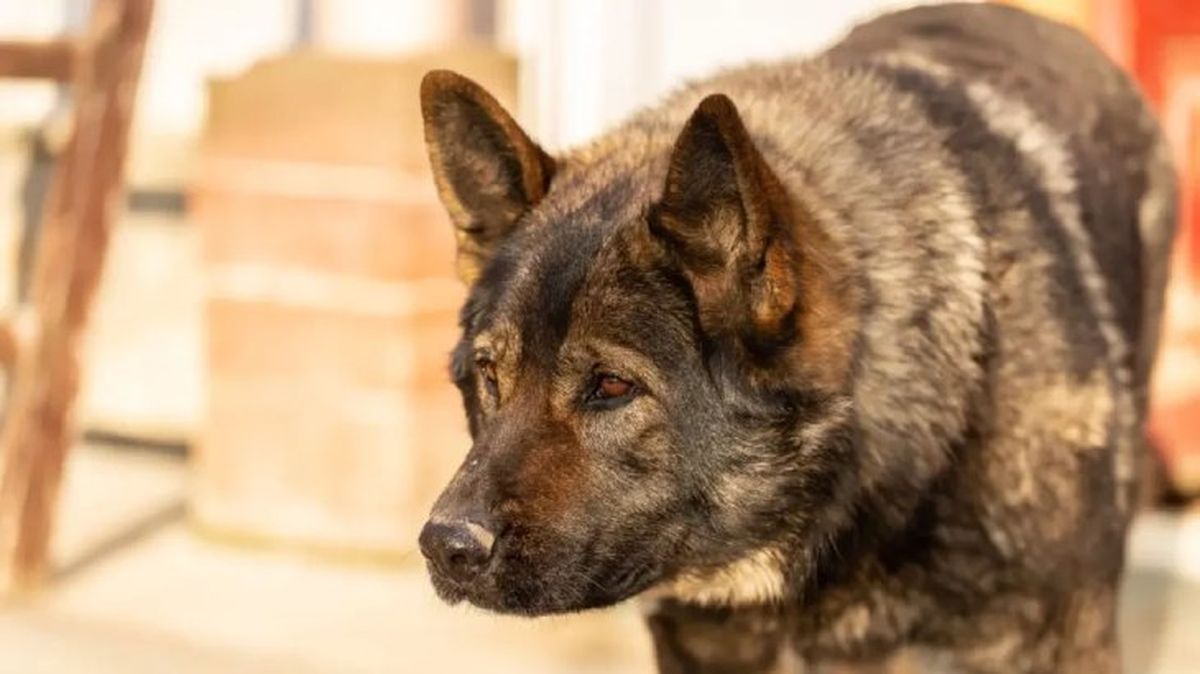 perros japoneses kai ken 8