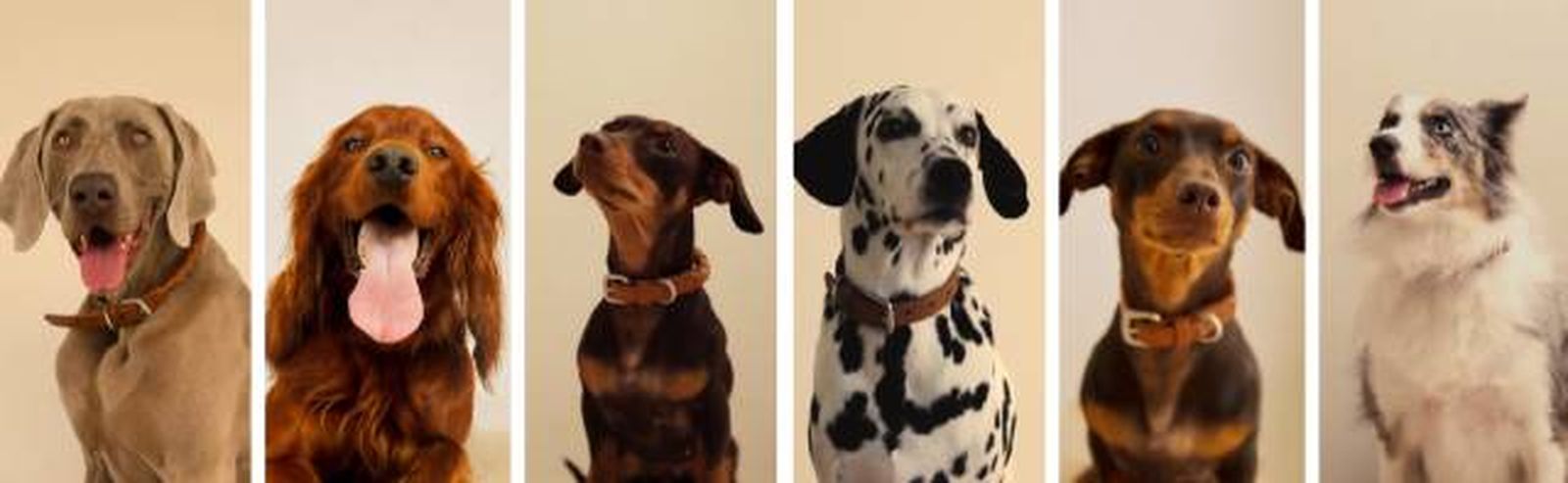 perros nueva coleccion mascotas zara home perros nueva coleccion mascotas zara home