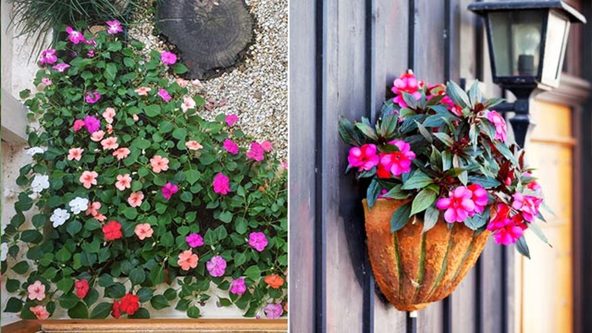 impatiens walleriana alegria de la casa