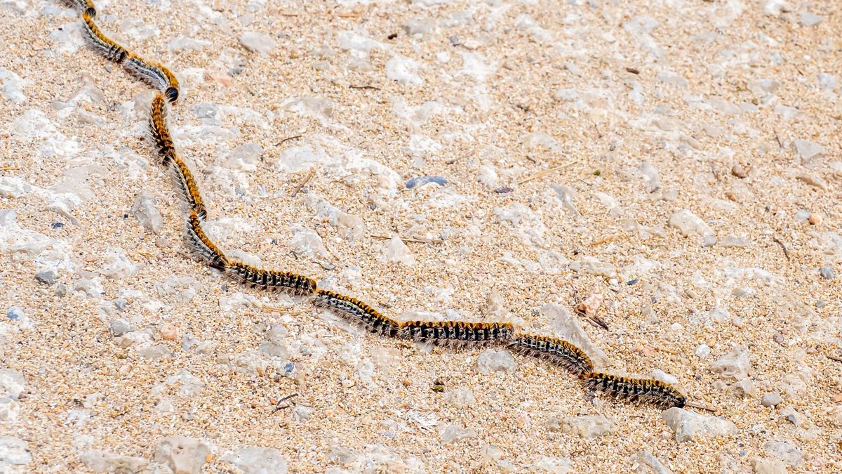 La procesionaria del pino también es perjudicial para personas y animales