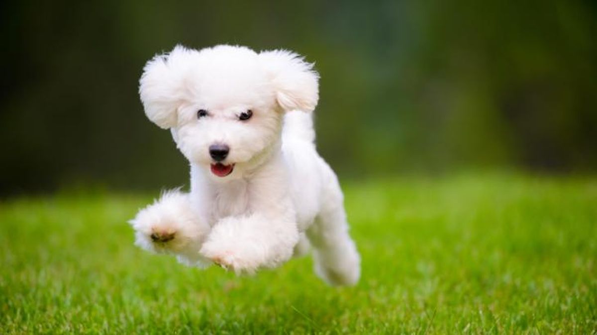 perro mas pequeno del mundo 1