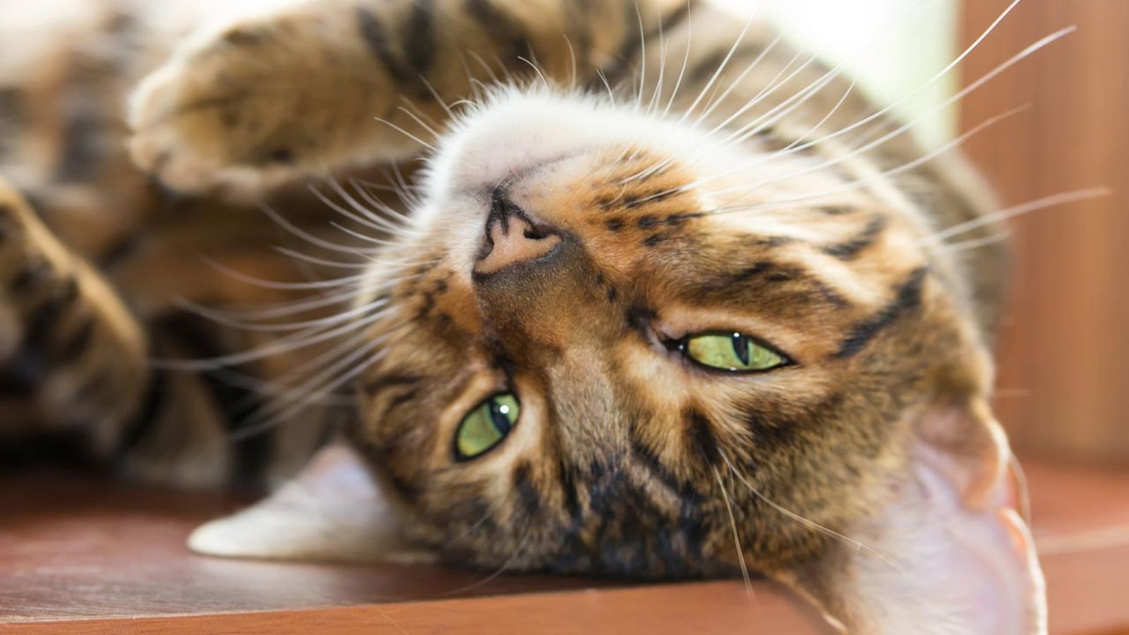 gato toyger