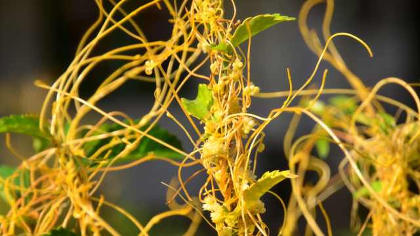 Cuscuta spp. Cuscuta spp.
