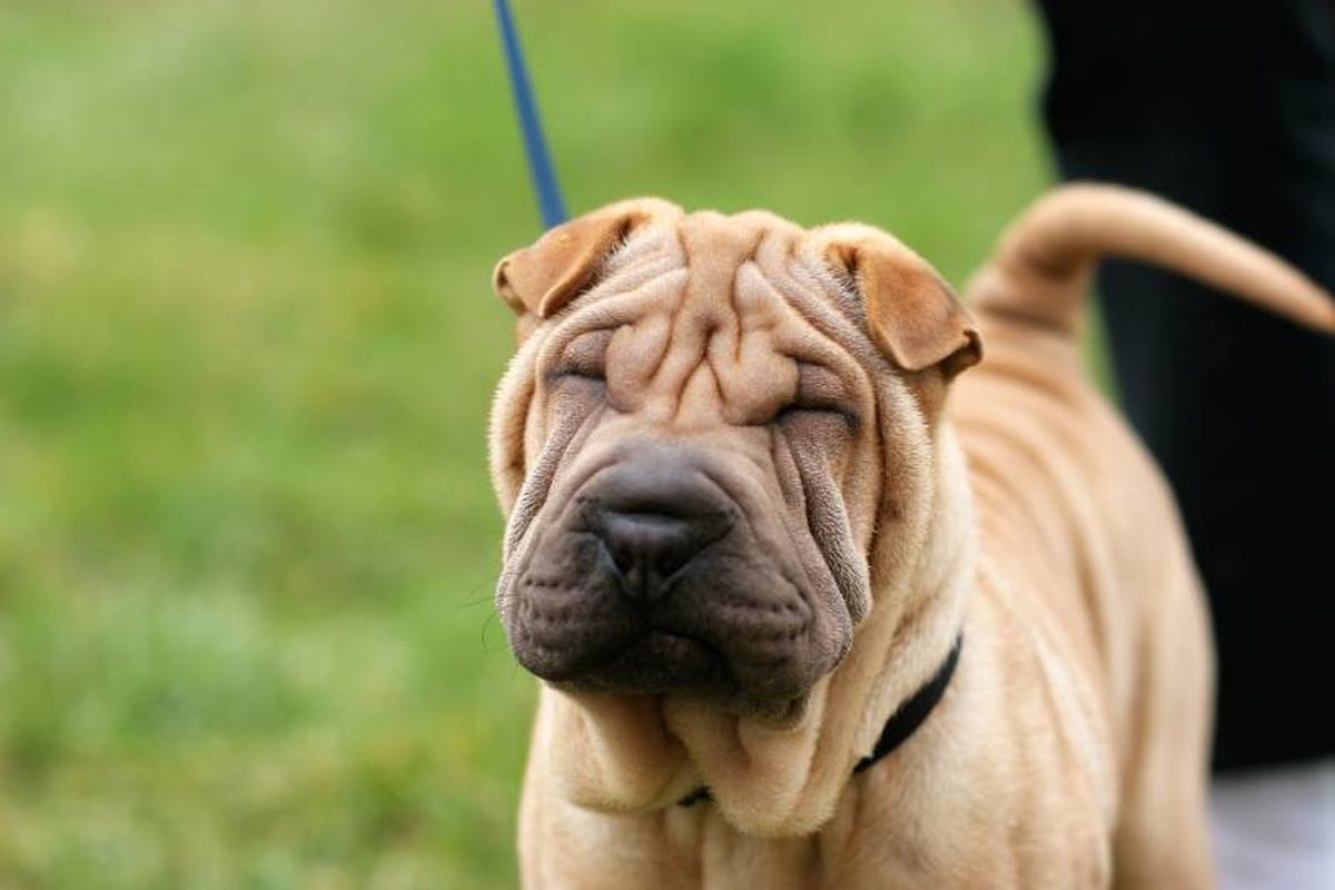 El Shar Pei es un perro al que no le gusta mucho el frío, pero por el contrario, le encanta estar tumbado al sol