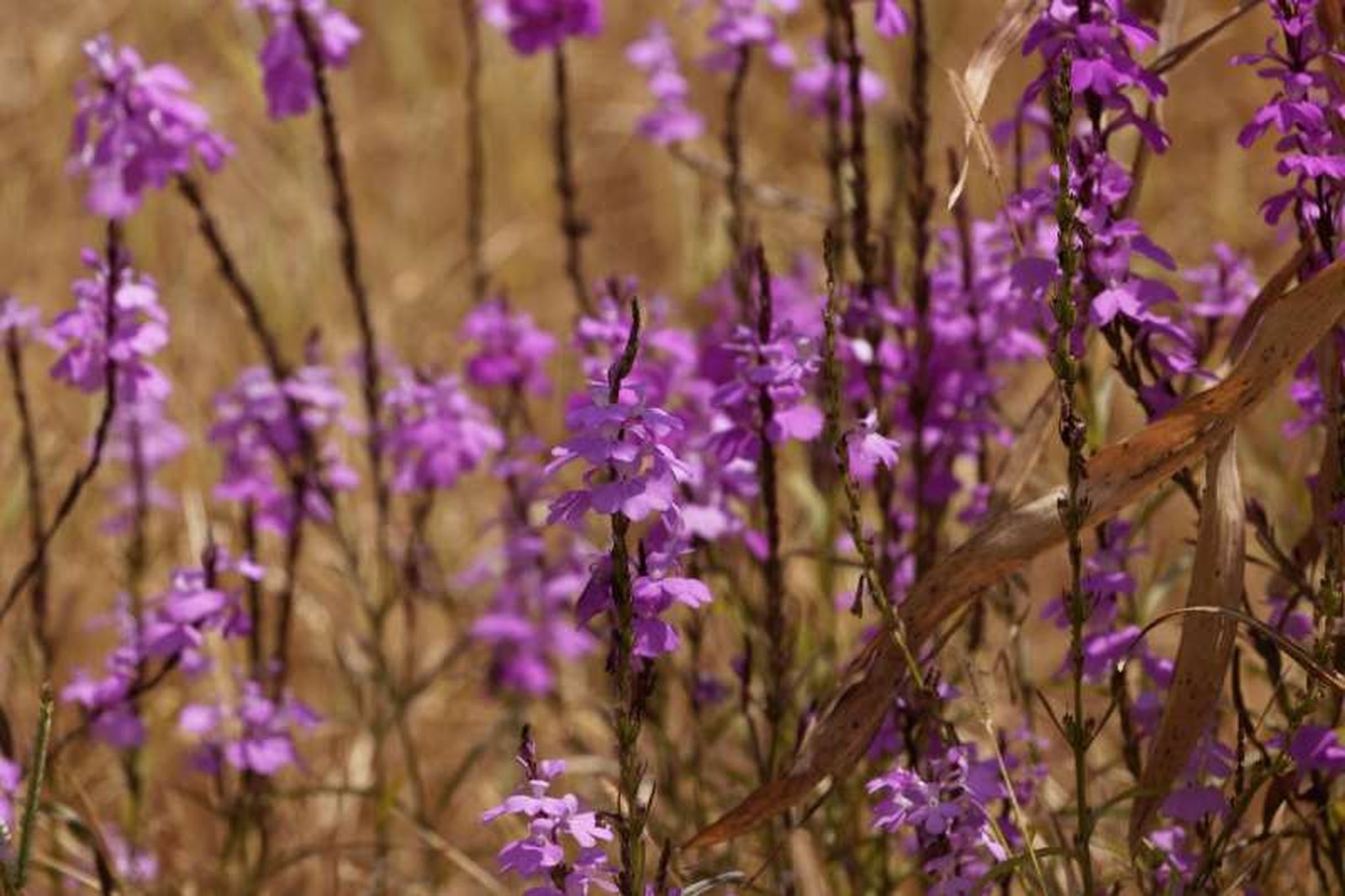 Striga hermonthica. Striga hermonthica.