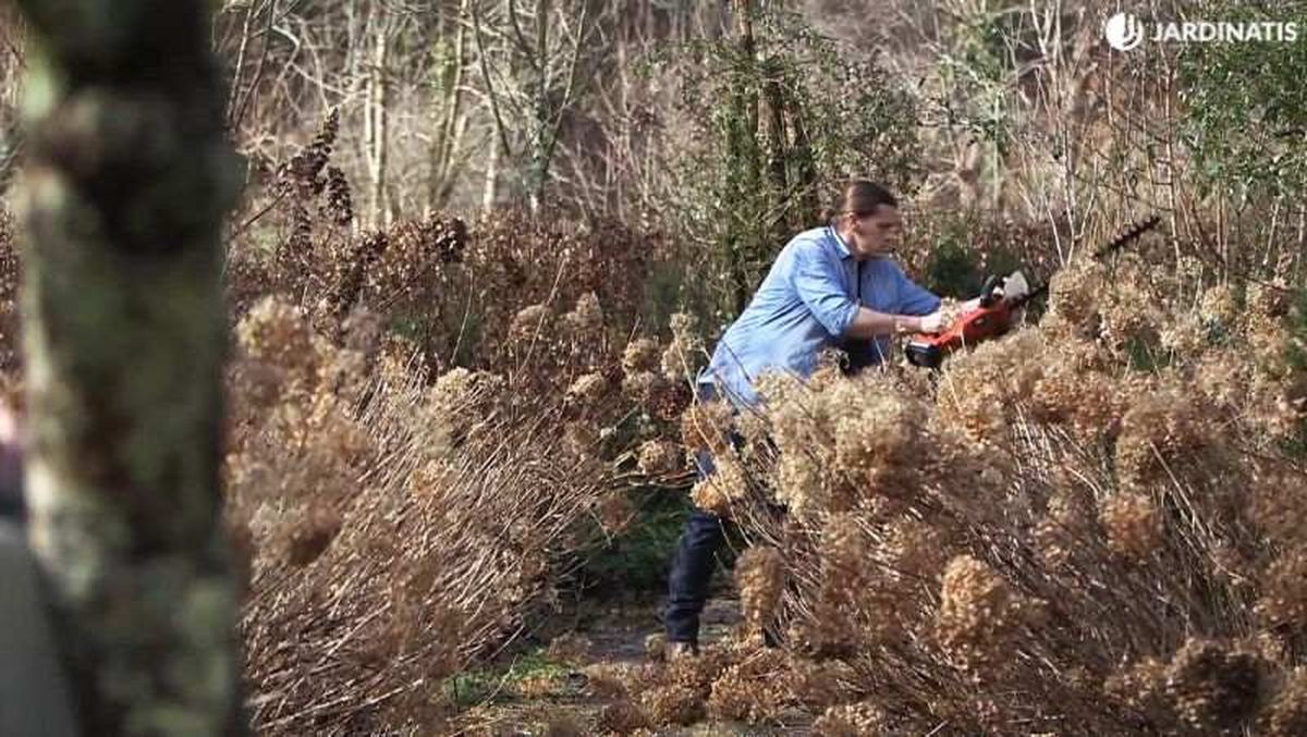 Hydrangea arborescens Annabelle.