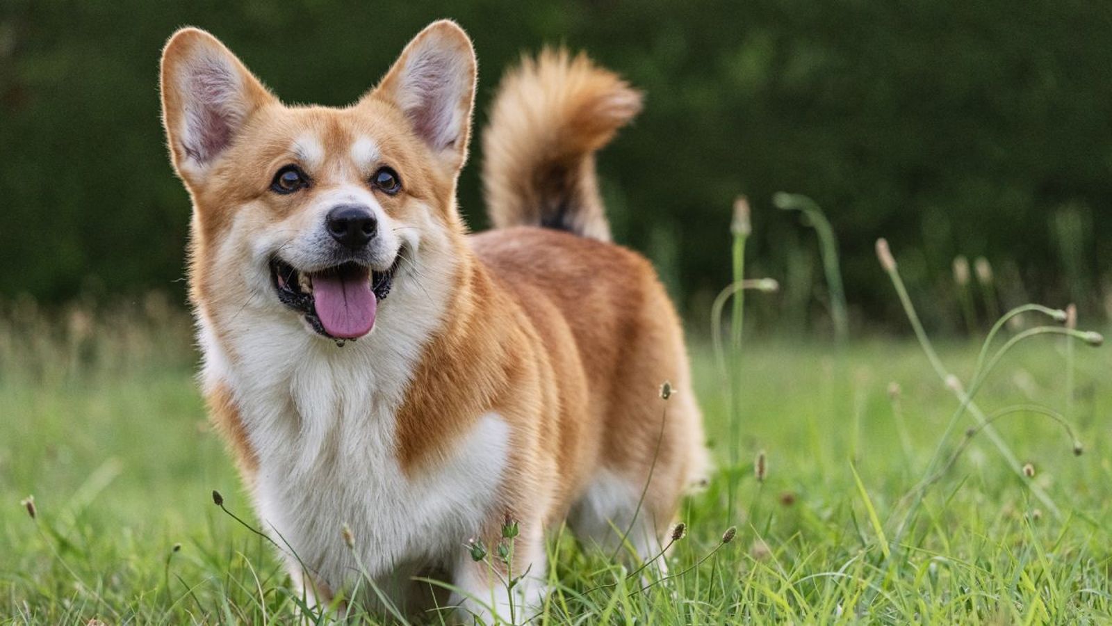 corgi gales de pembroke