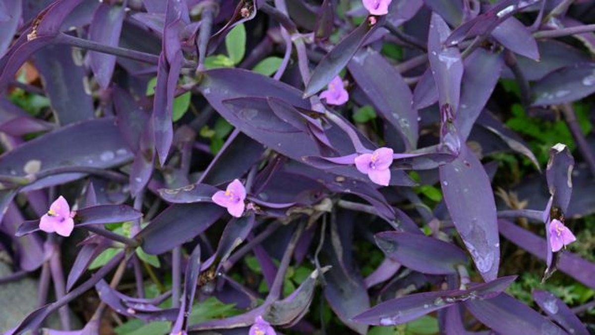 tradescantia pallida