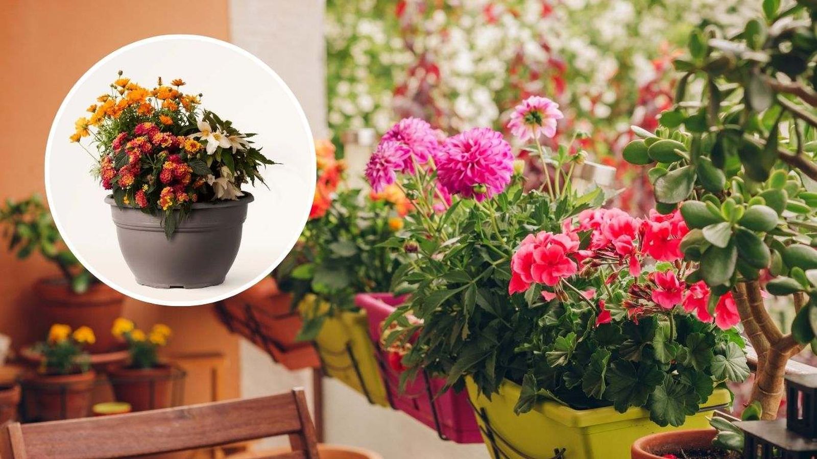 Este verano llena tu balcón o terraza de preciosas composiciones florales.