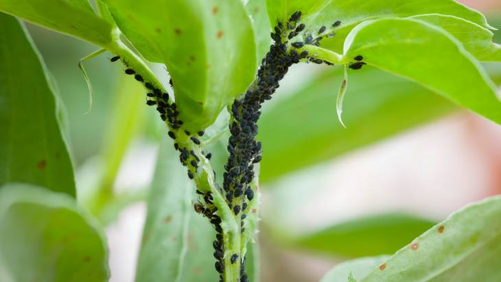 Los insectos tienen una especial importancia en el medio ambiente Los insectos tienen una especial importancia en el medio ambiente