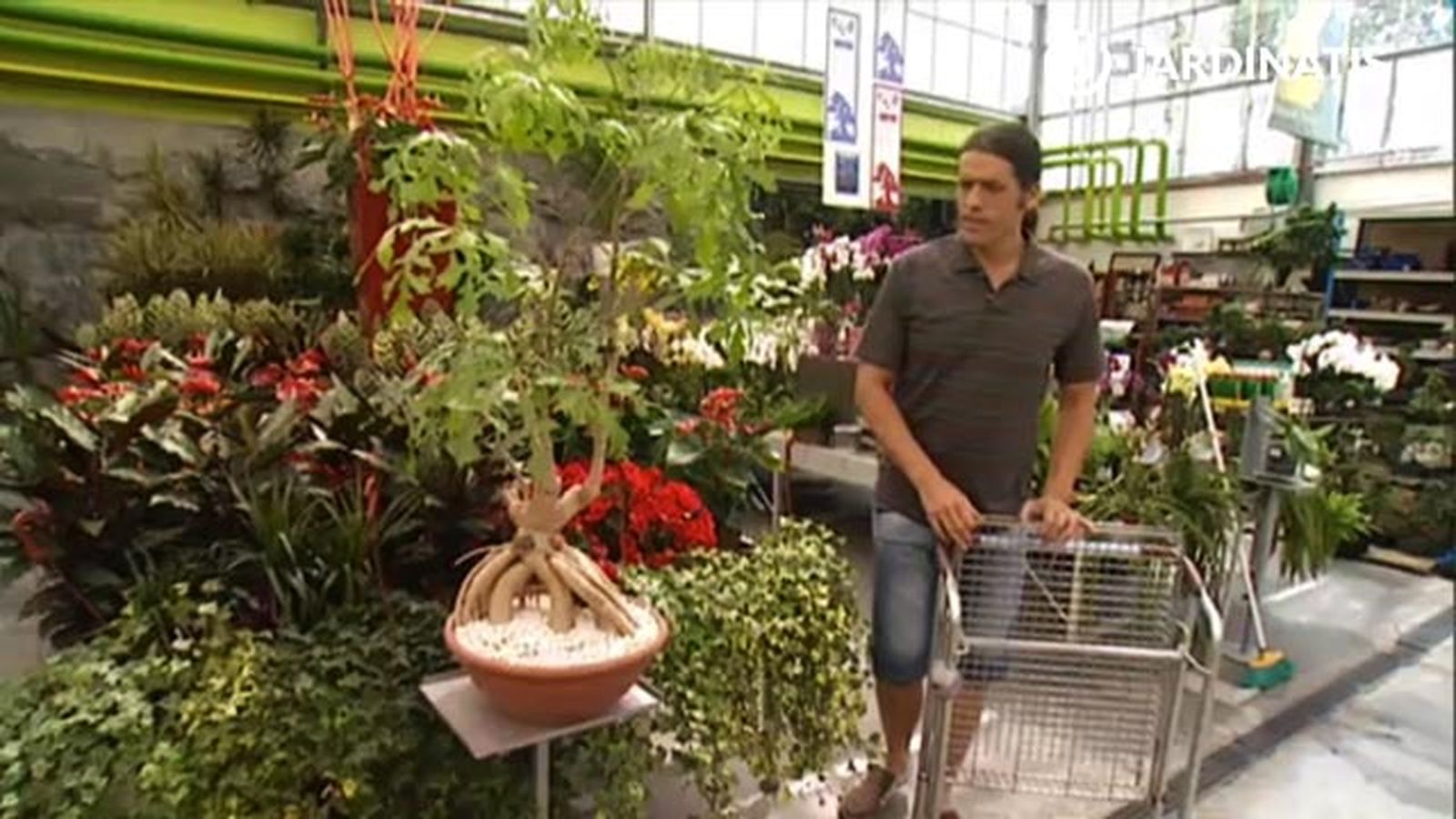 planta cussonia spicata deco jardin 368 planta cussonia spicata deco jardin 368