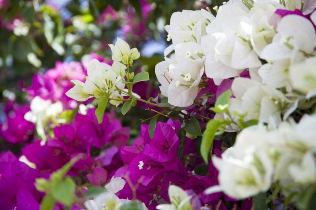 ROJA0023HU10_Cuidados de la buganvilla