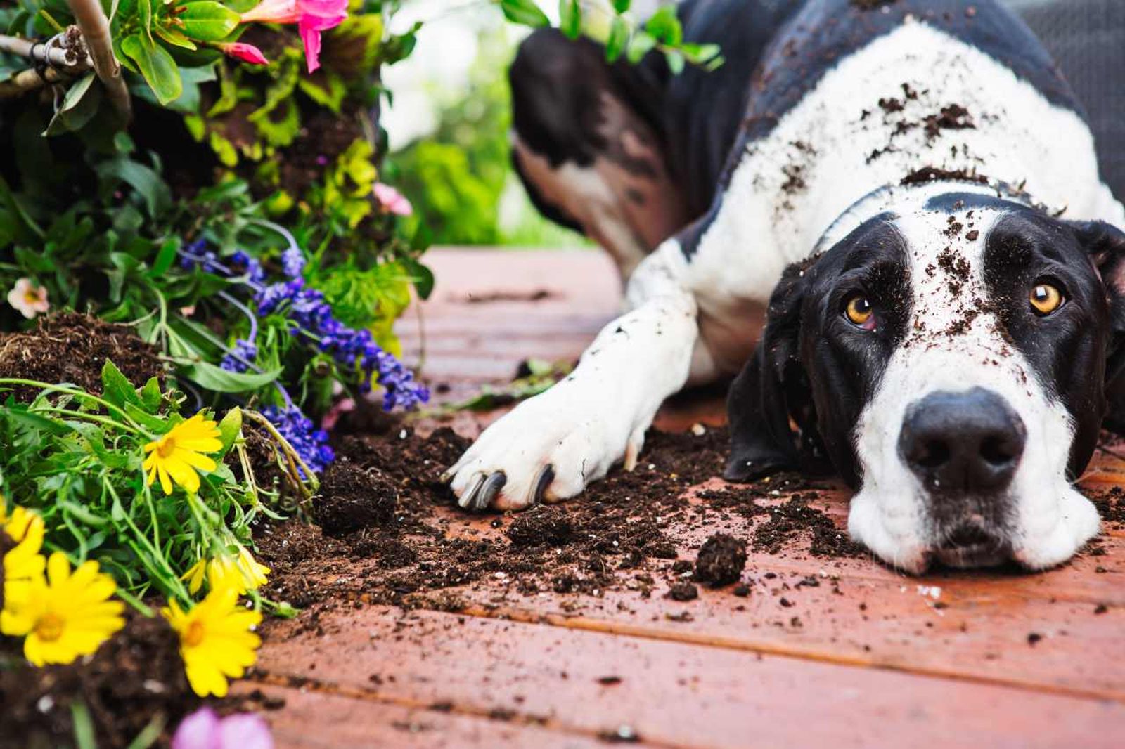 Tendemos a sentir más compasión por los animales que por las plantas.