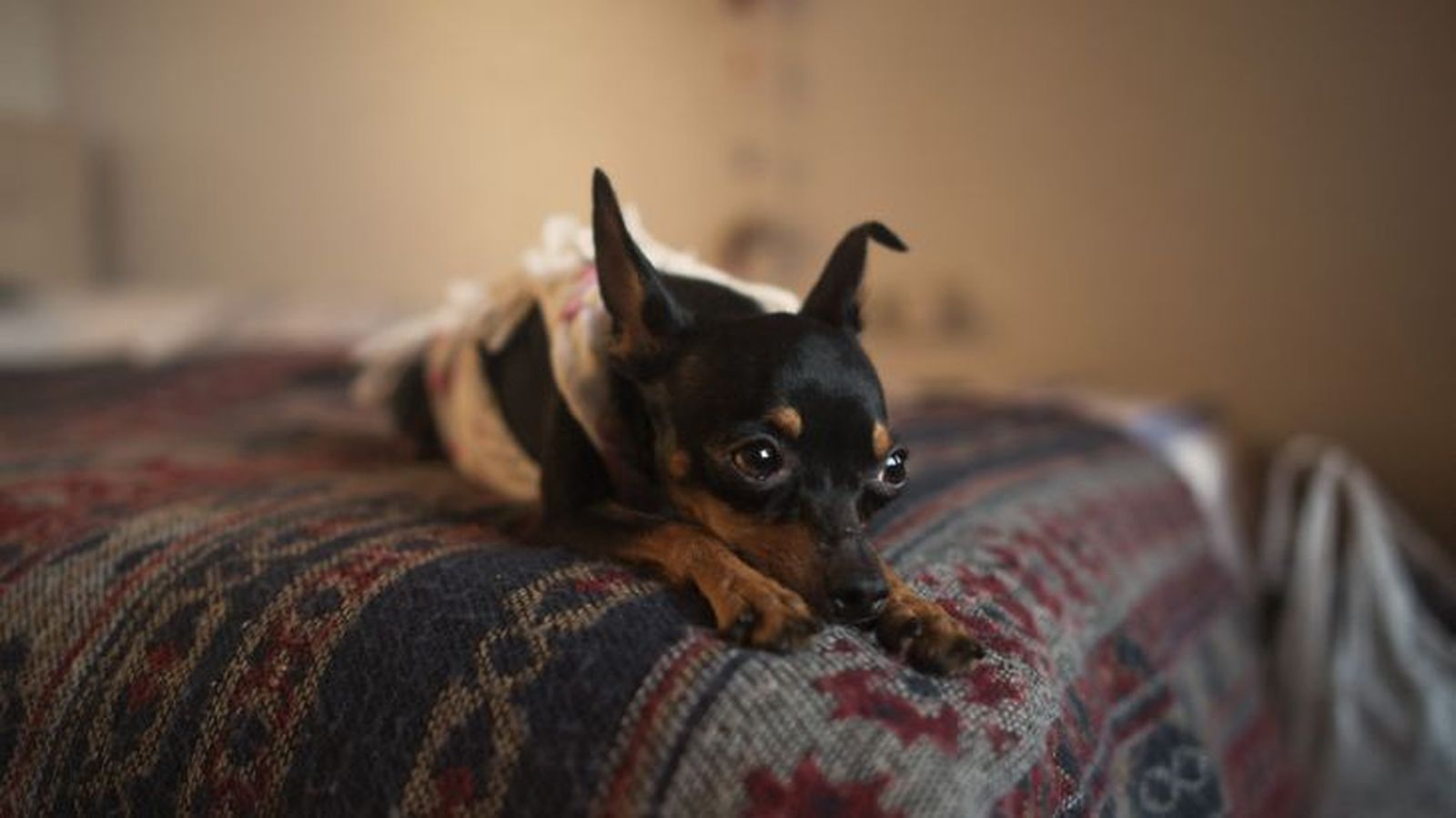 mi perro vomita amarillo 2