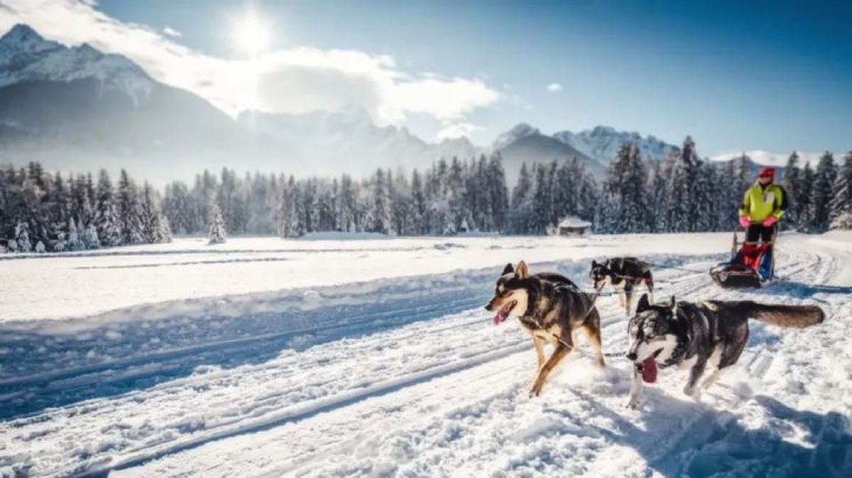 Grupo de tres perros husky tirando de un trineo