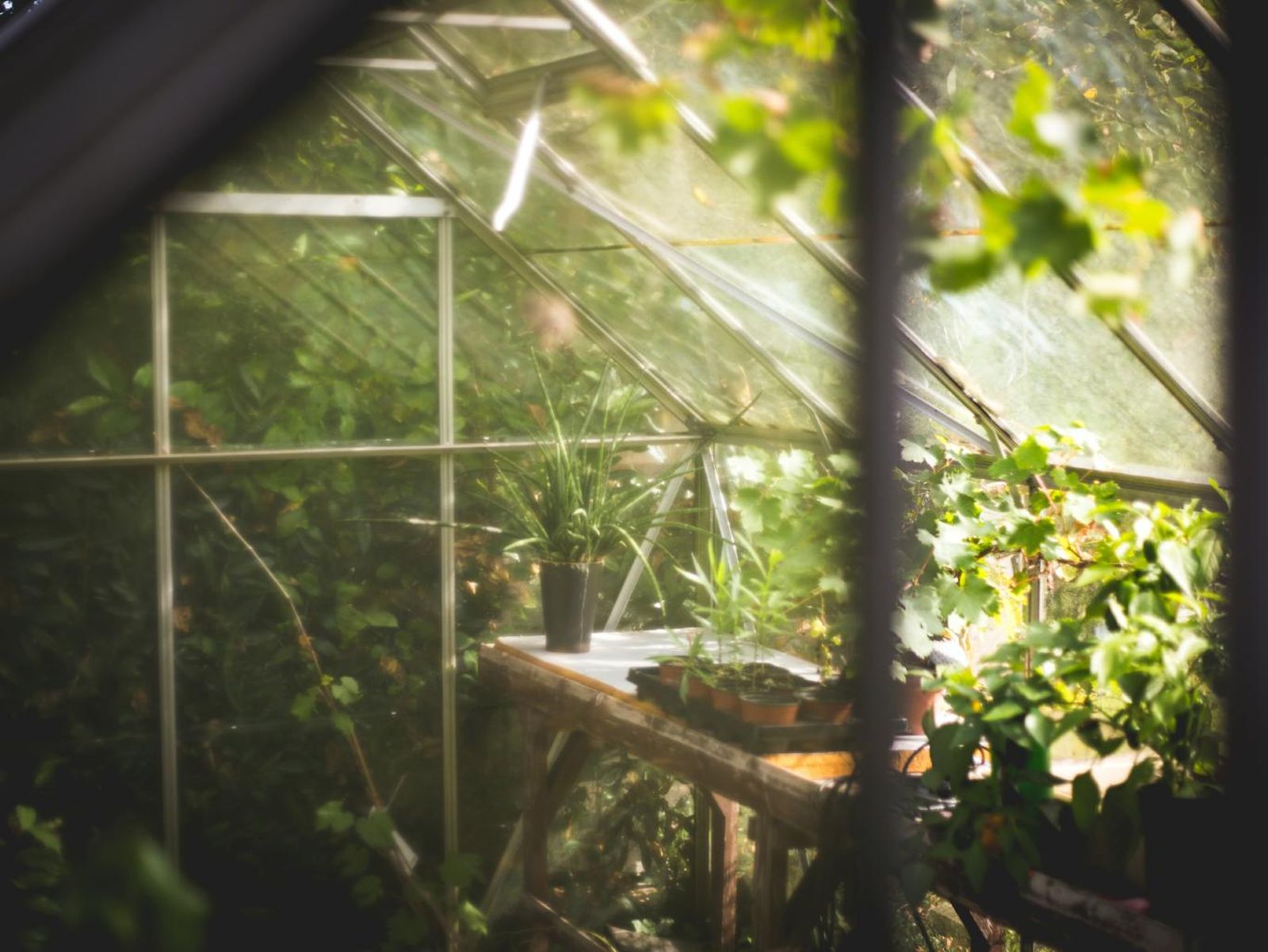 Invernadero con plantas y cultivo controlado. 