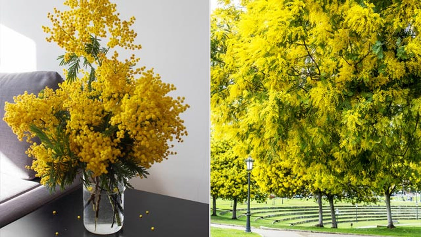 floracion amarilla acacia dealbata decoracion floracion amarilla acacia dealbata decoracion