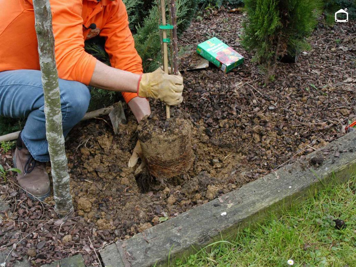 Plantar un rosal al pie de un árbol.