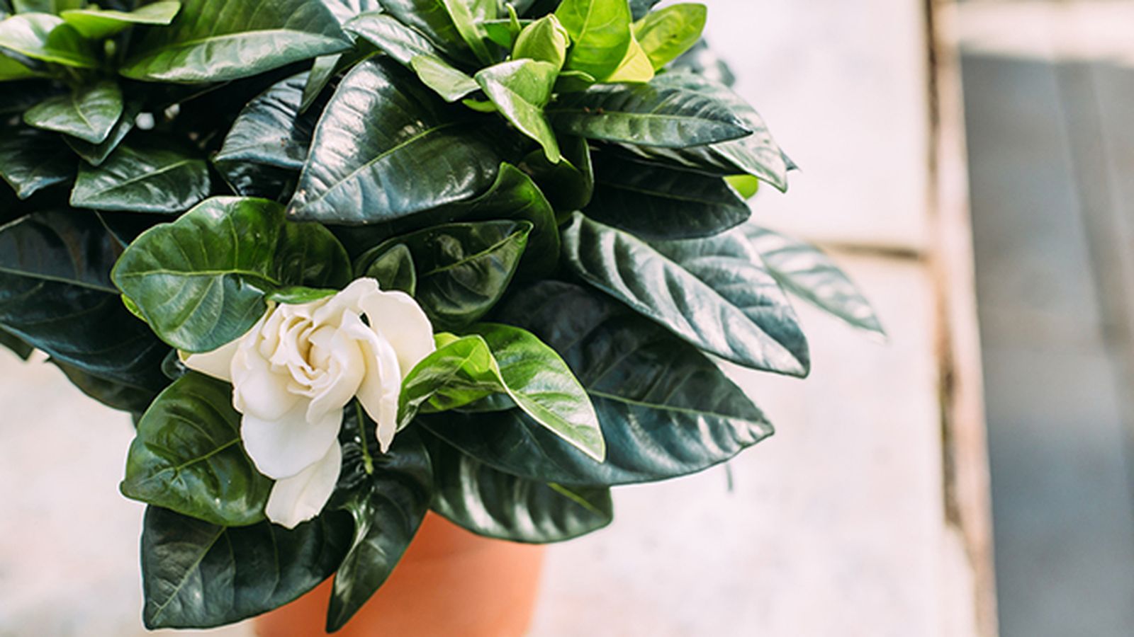 gardenia planta interior con flores gardenia planta interior con flores
