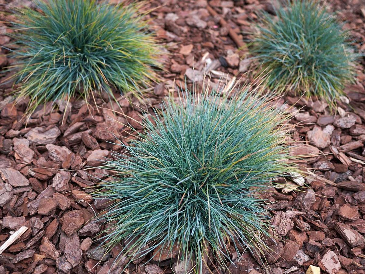 Plantación de gramíneas