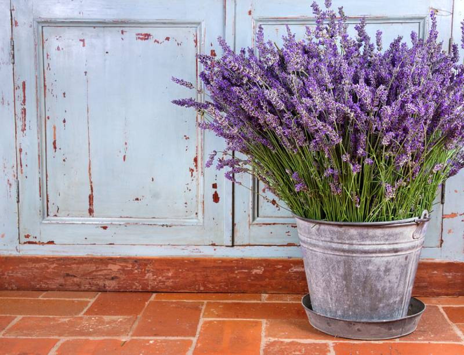 Maceta con lavanda junto a un mueble de madera azul desgastado. Maceta con lavanda junto a un mueble de madera azul desgastado.