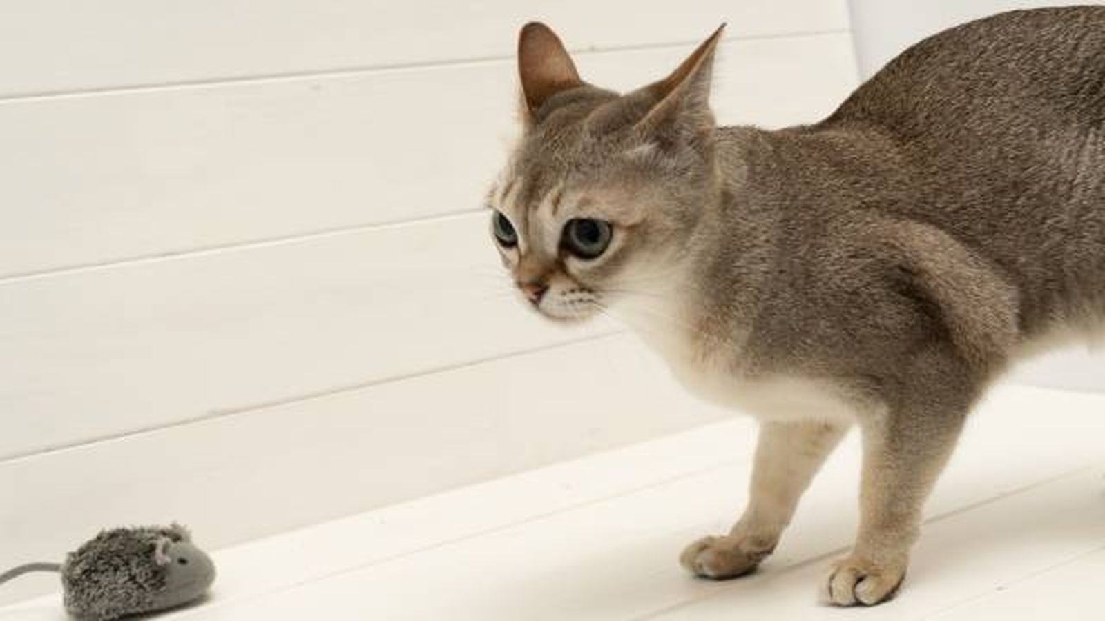 gato singapura con raton