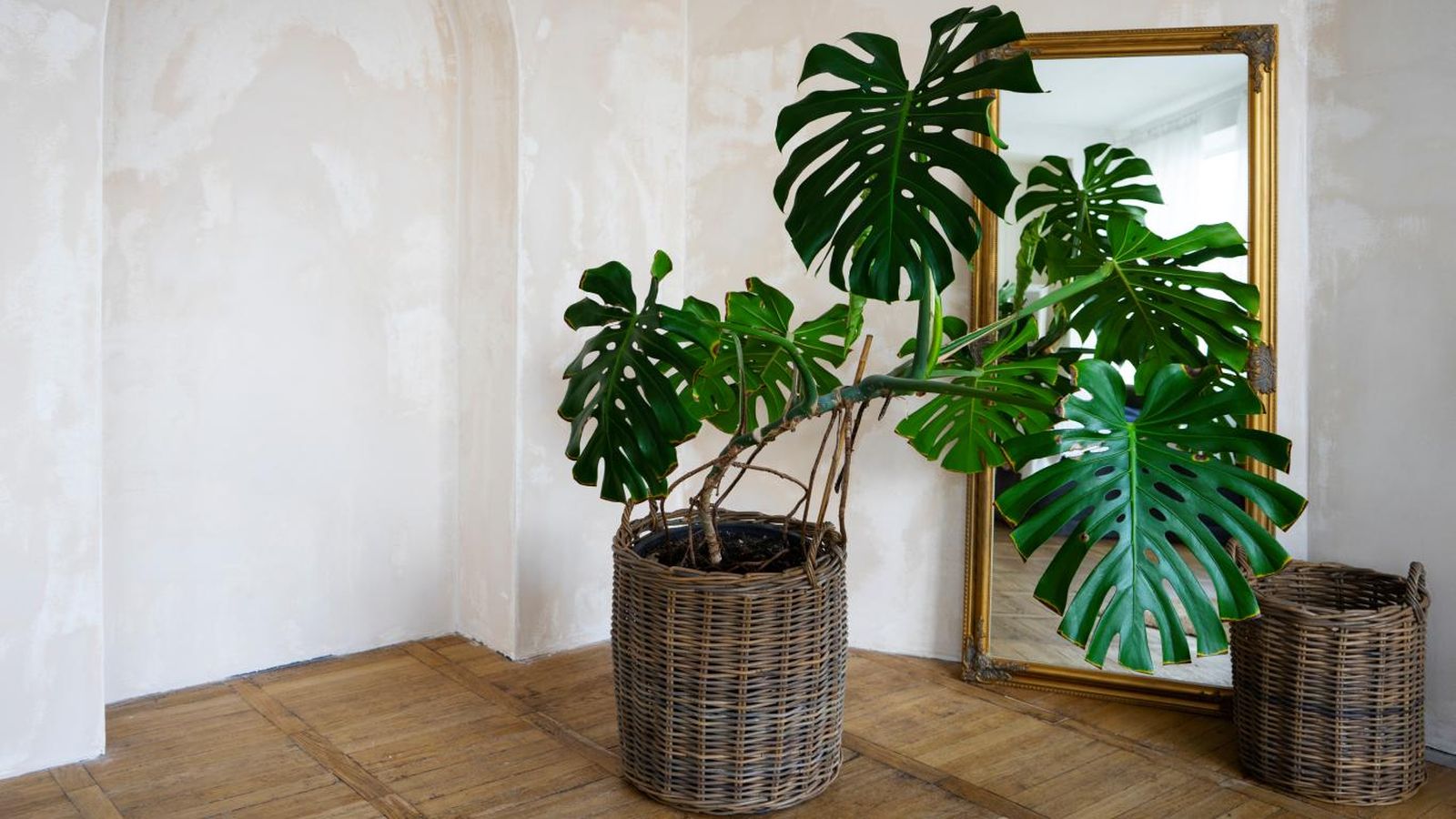 Monstera o Costilla de Adán.