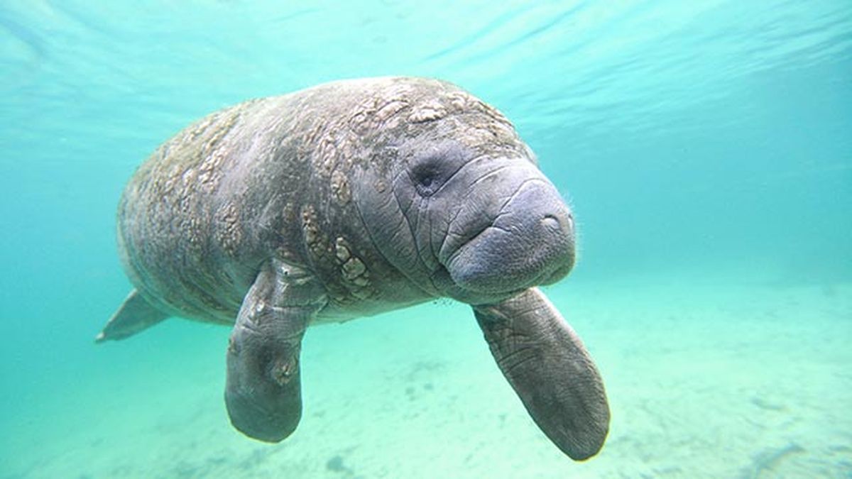 animales oceano peligro extincion manati