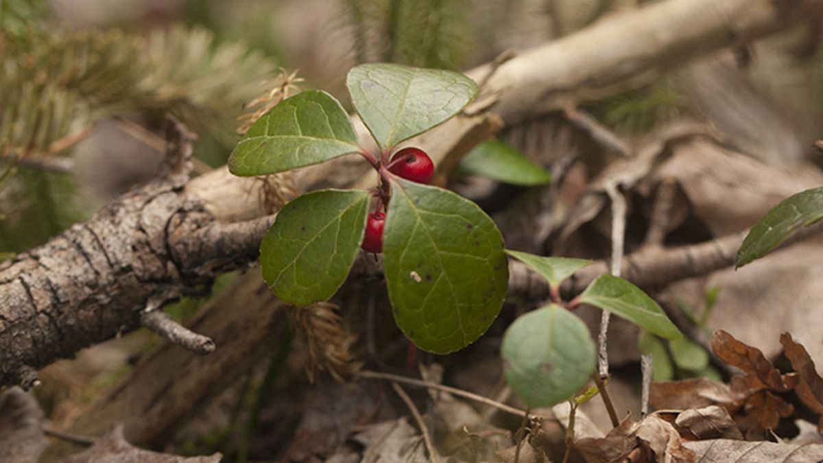 zonas boscosas y humedas de la gaultheria procumbens