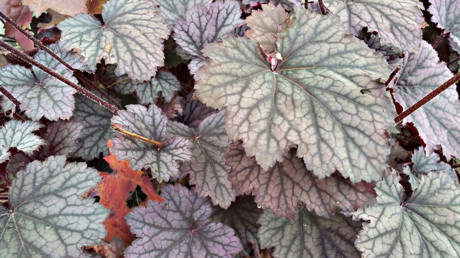 Heucheras Heucheras