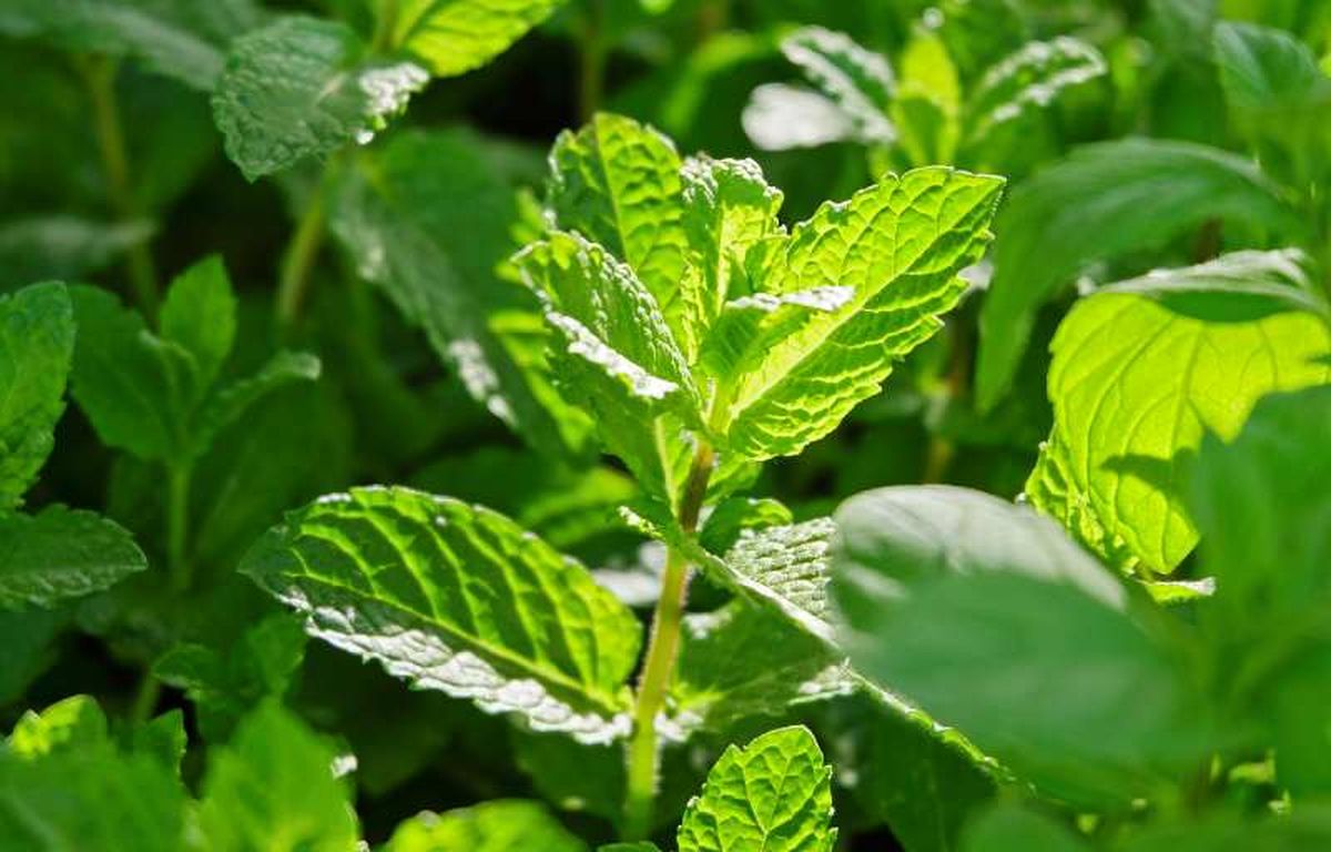 La melisa necesita suelos ricos en nitrógeno.