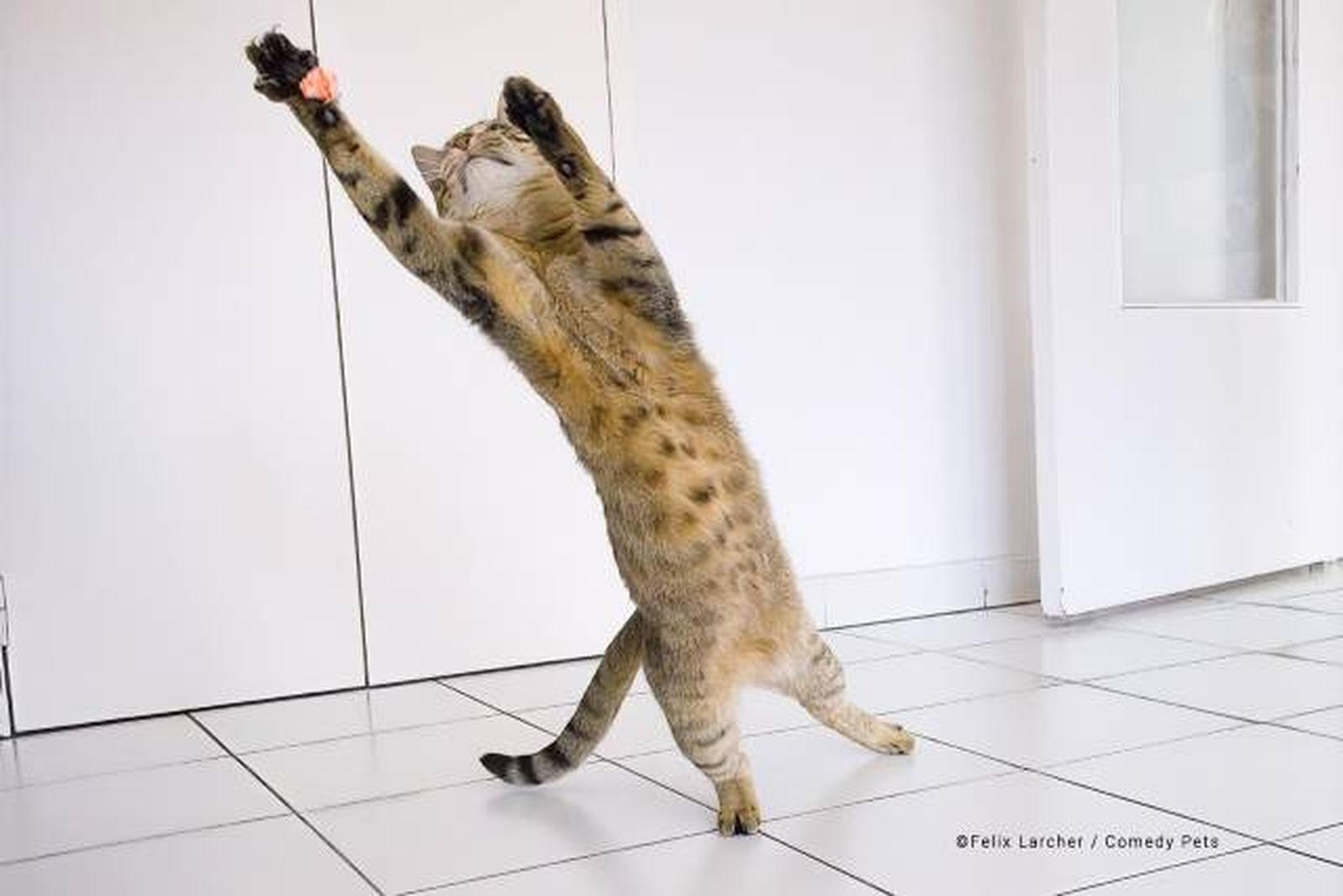 finalista14 premios fotografia Comedy Pet Photo Awards 2023