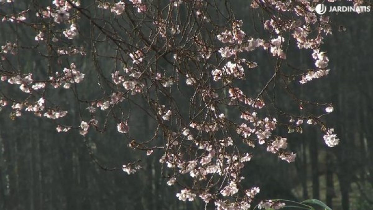Prunus subhirtella Autumnalis, el cerezo que florece en otoño e invierno.