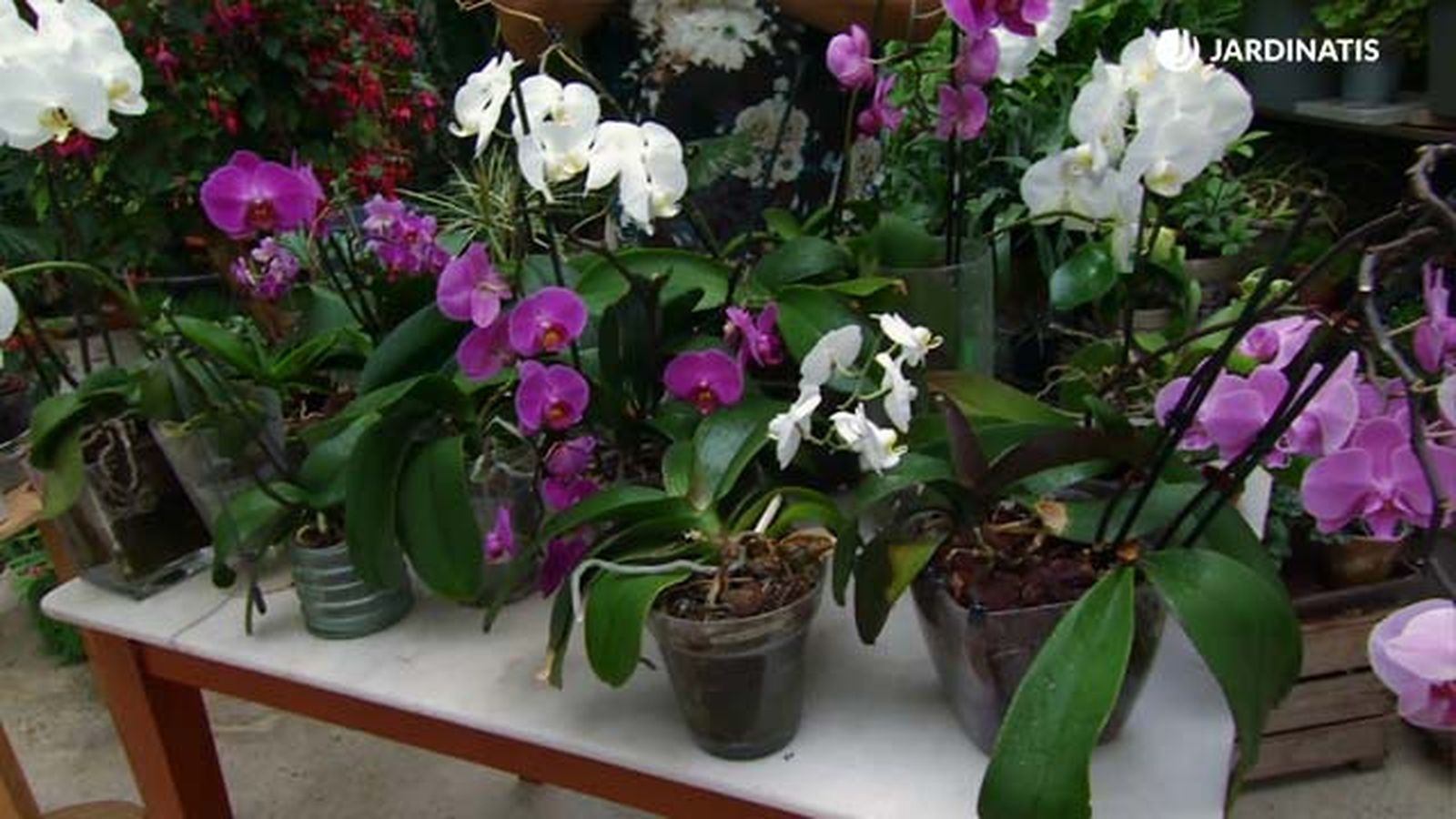 deco 661 reproducir orquidea tallo phalaenopsis deco 661 reproducir orquidea tallo phalaenopsis