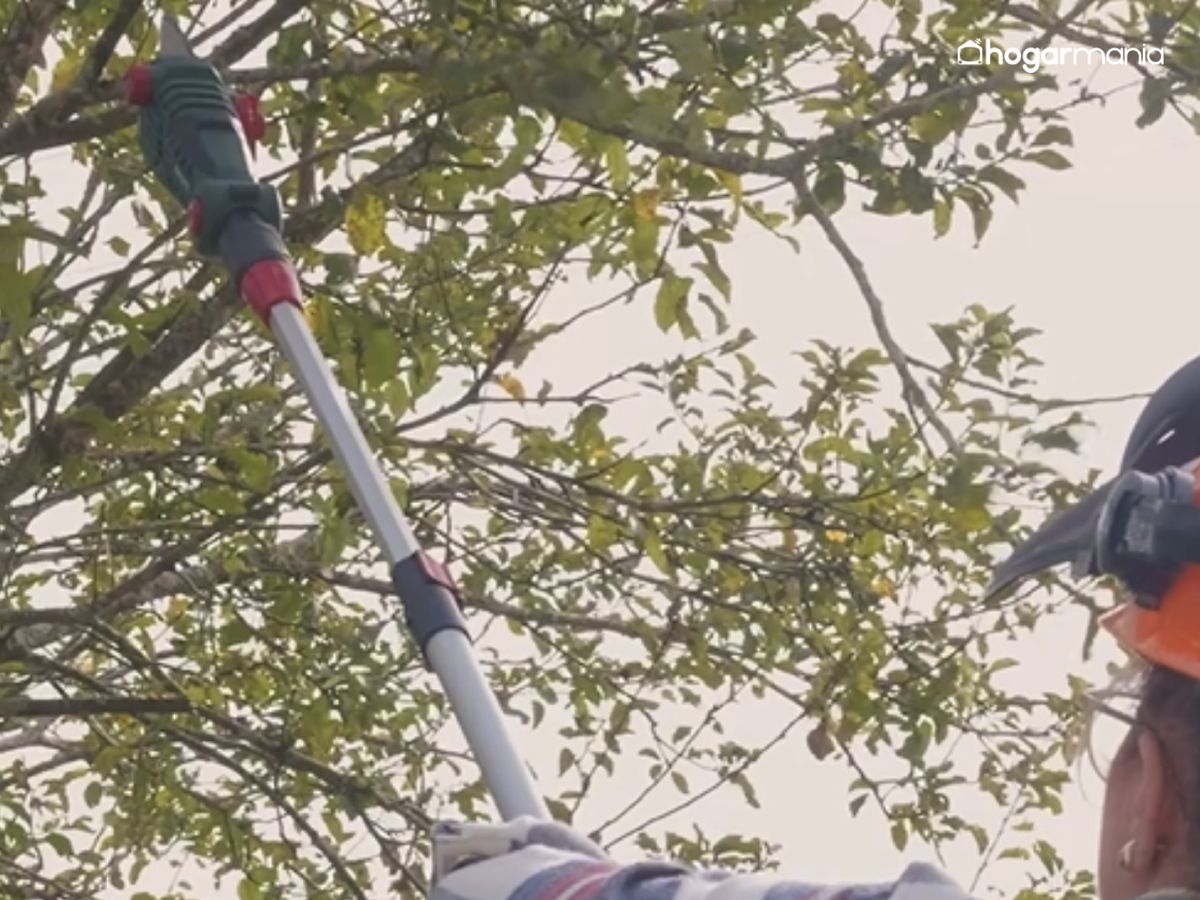 Con la podadora telescópica ajustada, corta las ramas más altas sin necesidad de subirte a una escalera.