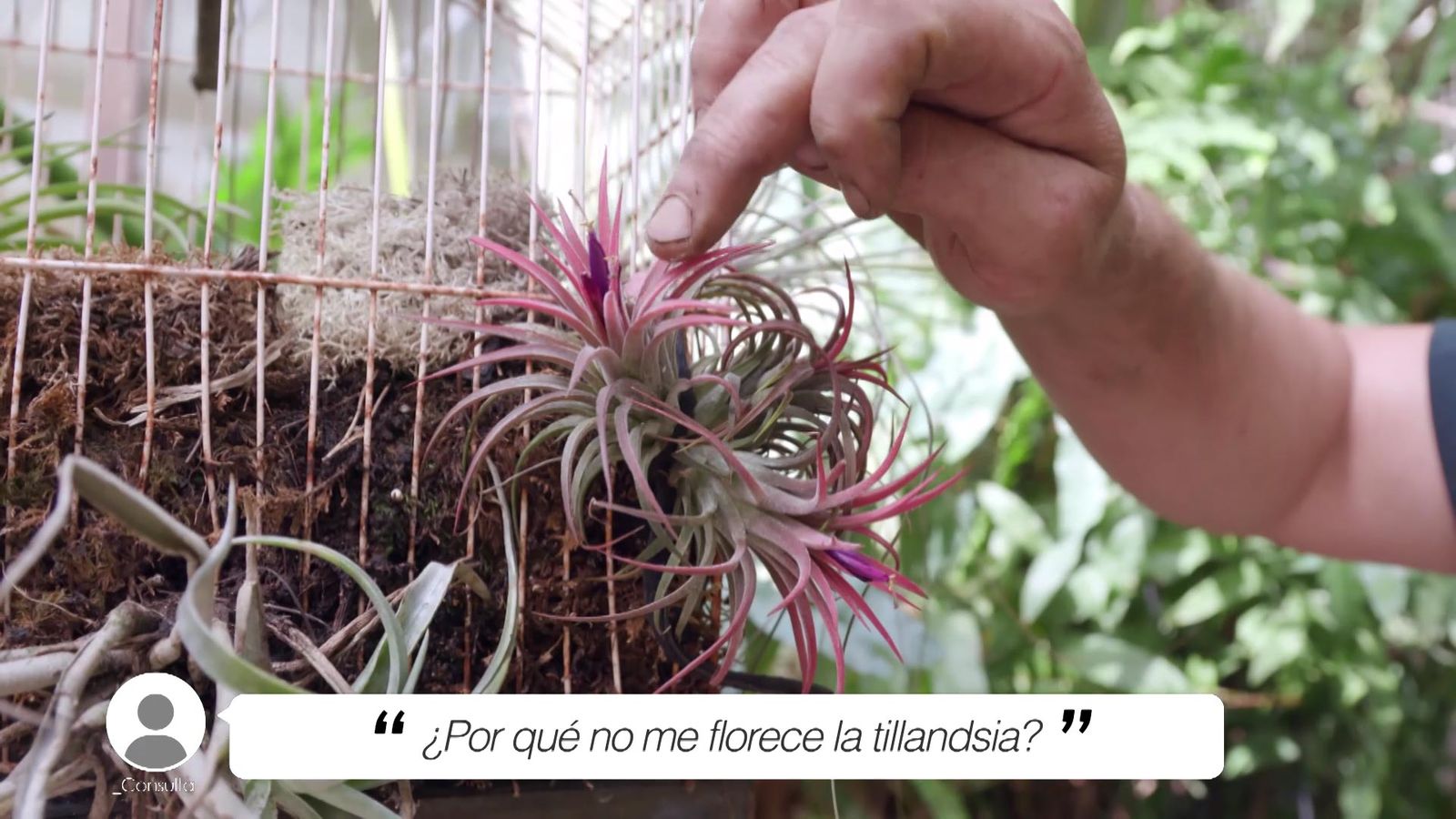 BRICO JARDIN 1002 briconsulta por que no florece tillandsia xl