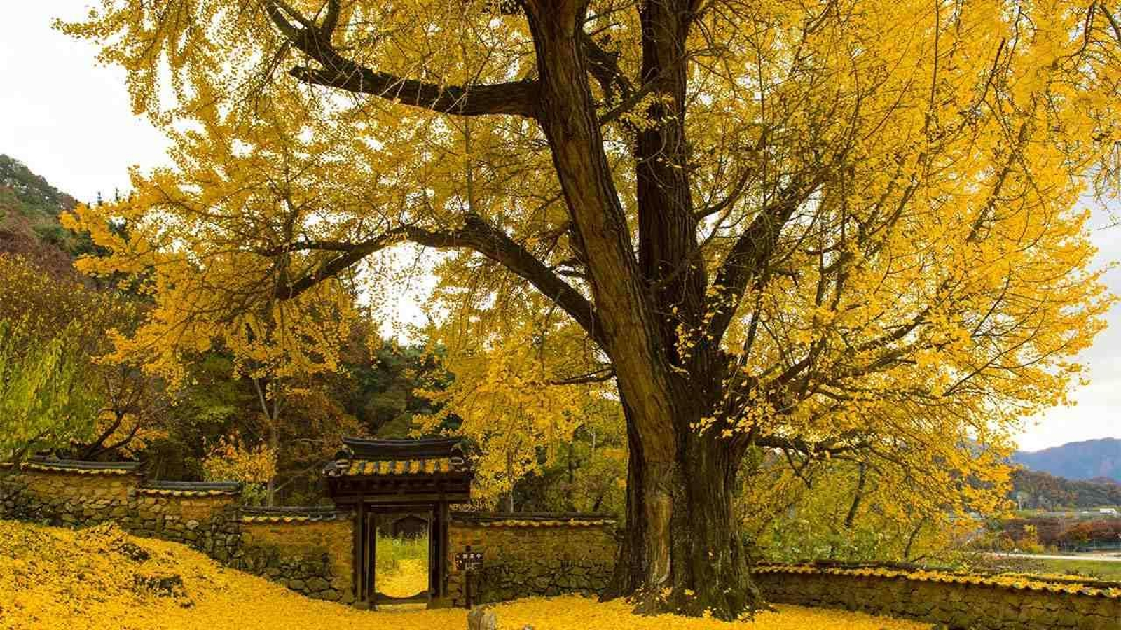 Ginkgo biloba.