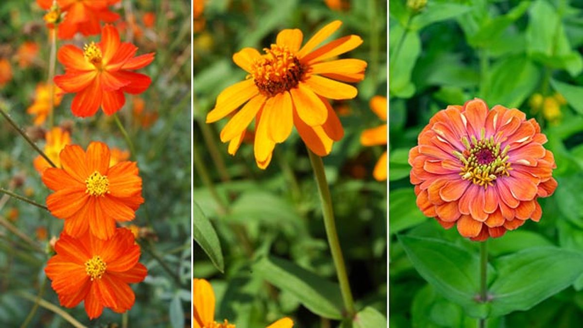 tipos zinnia angustifolia profusion elegans