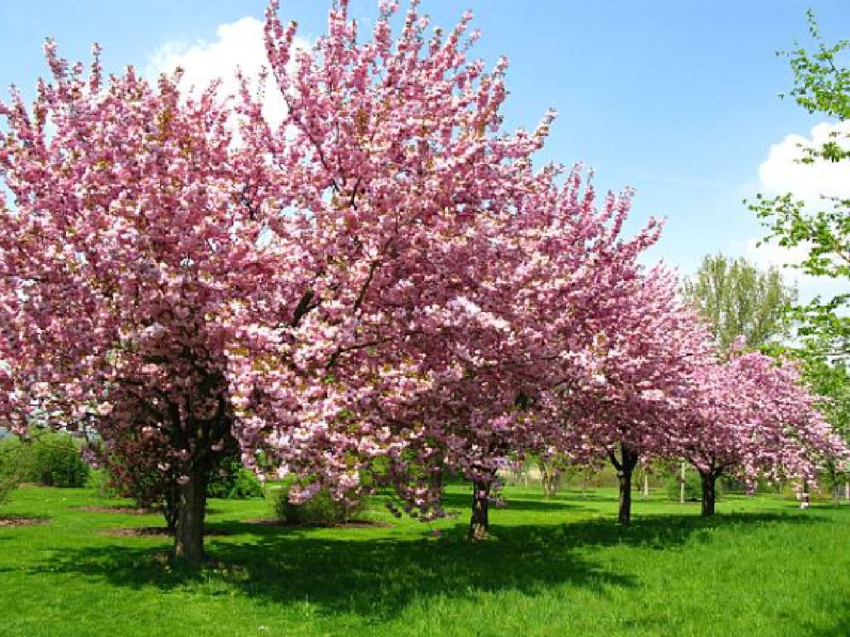 Cerezo japonés en flor
